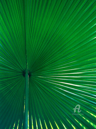 Photographie intitulée "verde #2" par Janos Sison, Œuvre d'art originale