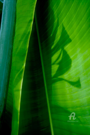 Photography titled "verde #3" by Janos Sison, Original Artwork