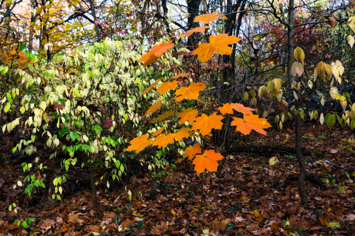 Photography titled "Following Autumn 7" by Jarek Rufer, Original Artwork, Digital Photography