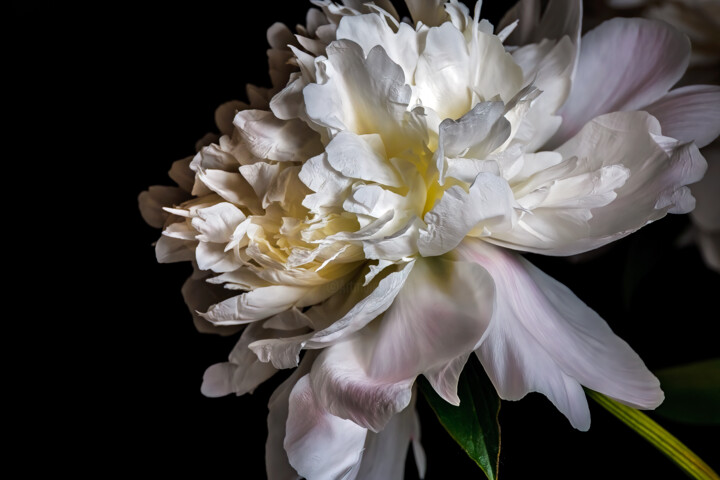 Fotografie getiteld "Blooming 'White Peo…" door Jarek Rufer, Origineel Kunstwerk, Digitale fotografie