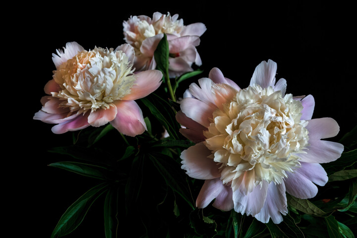 Photography titled "Blooming Paeonies 7" by Jarek Rufer, Original Artwork, Digital Photography