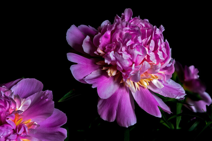 Fotografie mit dem Titel "Blooming Paeonies 10" von Jarek Rufer, Original-Kunstwerk, Nicht bearbeitete Fotografie