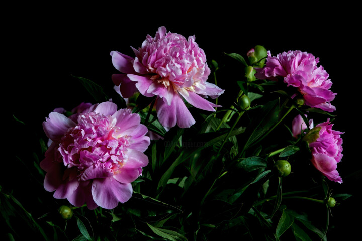 Photography titled "Blooming Paeonies" by Jarek Rufer, Original Artwork, Digital Photography