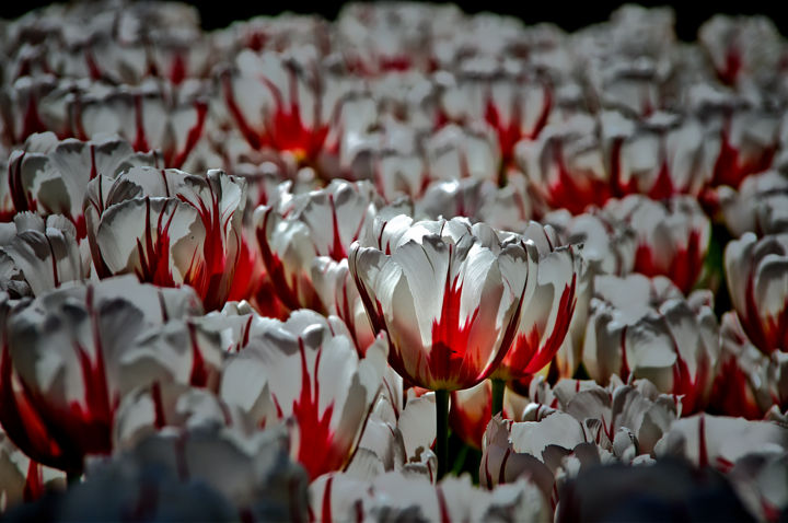 Fotografía titulada "tulipes blancs et r…" por Jarek Witkowski, Obra de arte original