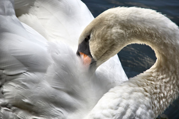 Photography titled "toilette des cygnes" by Jarek Witkowski, Original Artwork