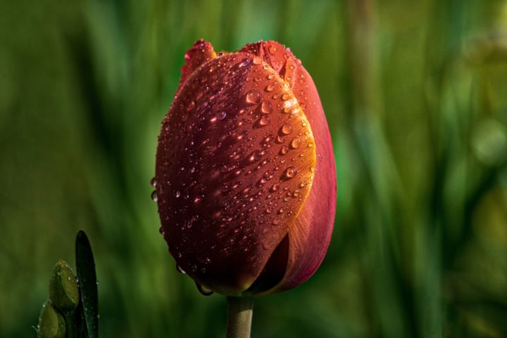 Photography titled "tulipe humide / wet…" by Jarek Witkowski, Original Artwork
