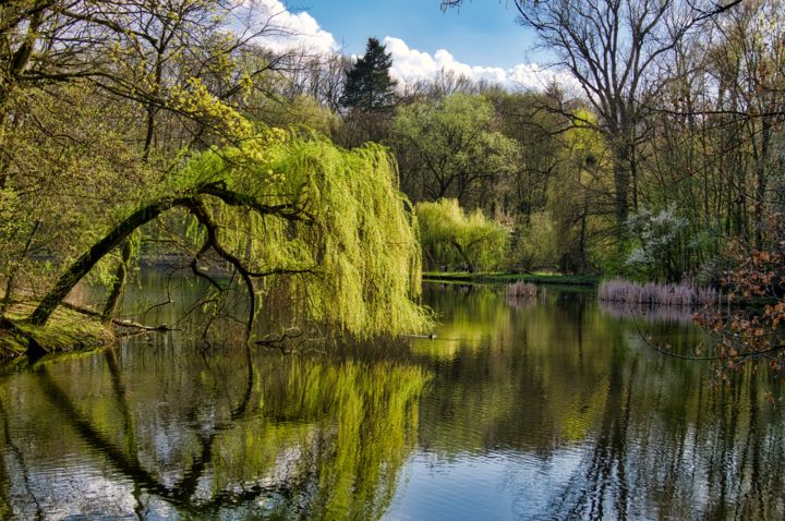 Fotografía titulada "pleureur de saules…" por Jarek Witkowski, Obra de arte original