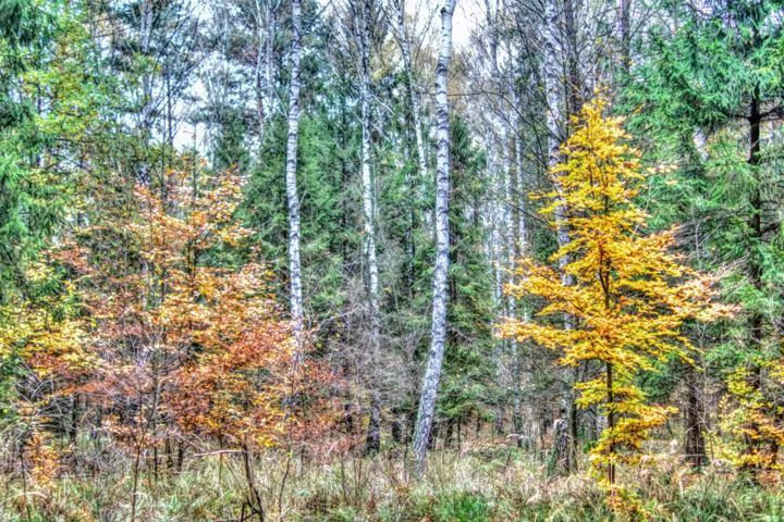 Photographie intitulée "Forêt de novembre /…" par Jarek Witkowski, Œuvre d'art originale