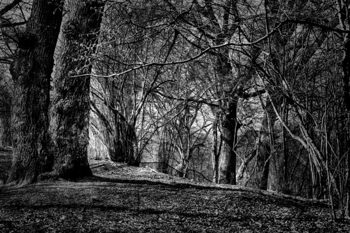 「chênaie / Oak forest」というタイトルの写真撮影 Jarek Witkowskiによって, オリジナルのアートワーク