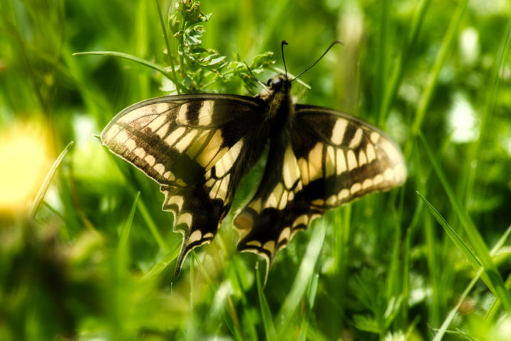 Fotografie getiteld "papillon jaune et n…" door Jarek Witkowski, Origineel Kunstwerk