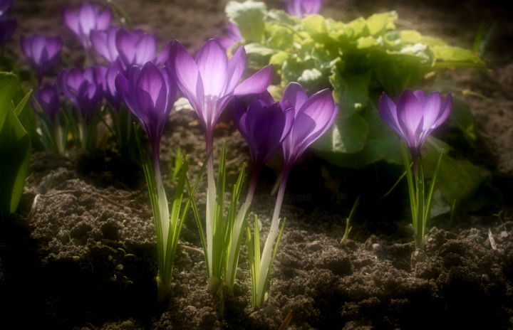 Photographie intitulée "fleurs de printemps" par Jarek Witkowski, Œuvre d'art originale