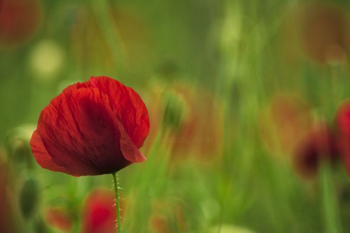 Fotografia zatytułowany „￼ coquelicot” autorstwa Jarek Witkowski, Oryginalna praca