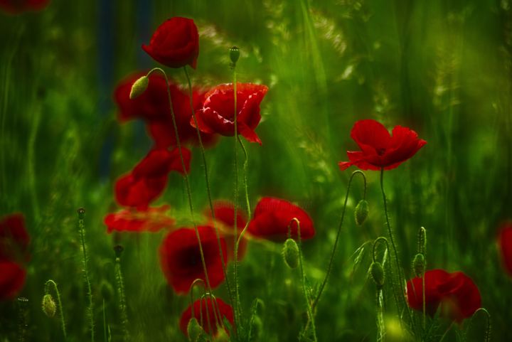 Фотография под названием "dans le jardin de c…" - Jarek Witkowski, Подлинное произведение искусства