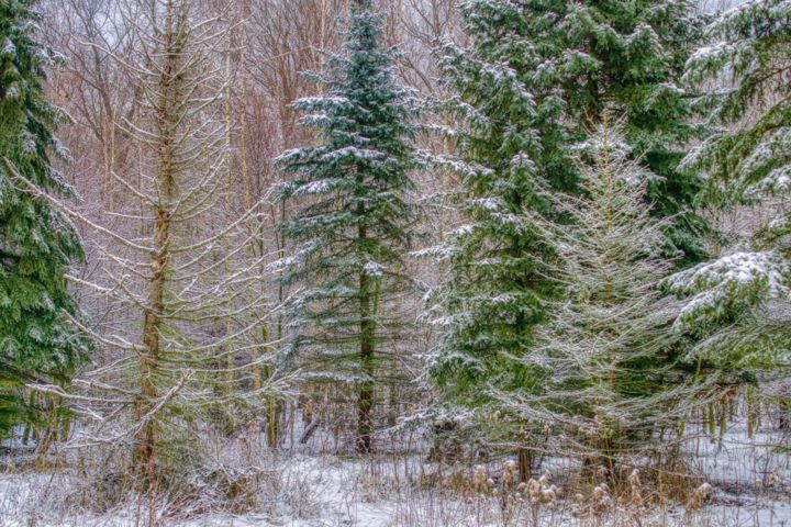 Fotografia intitolato "forêt d'hiver légèr…" da Jarek Witkowski, Opera d'arte originale