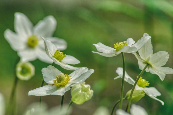 Fotografia zatytułowany „anémones dansantes” autorstwa Jarek Witkowski, Oryginalna praca, Fotografia cyfrowa