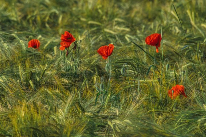 Fotografie mit dem Titel "coquelicots rouges…" von Jarek Witkowski, Original-Kunstwerk, Digitale Fotografie