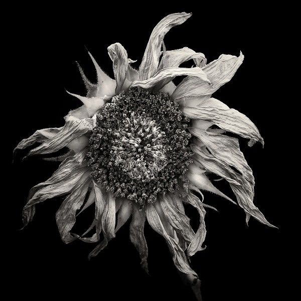 Fotografia zatytułowany „sunflower” autorstwa Jaromir Hron, Oryginalna praca
