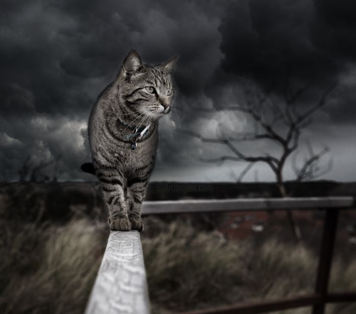 Digital Arts titled "Cat photo manipulat…" by Doux Rosiette (Royalty Free Stock), Original Artwork, Photo Montage