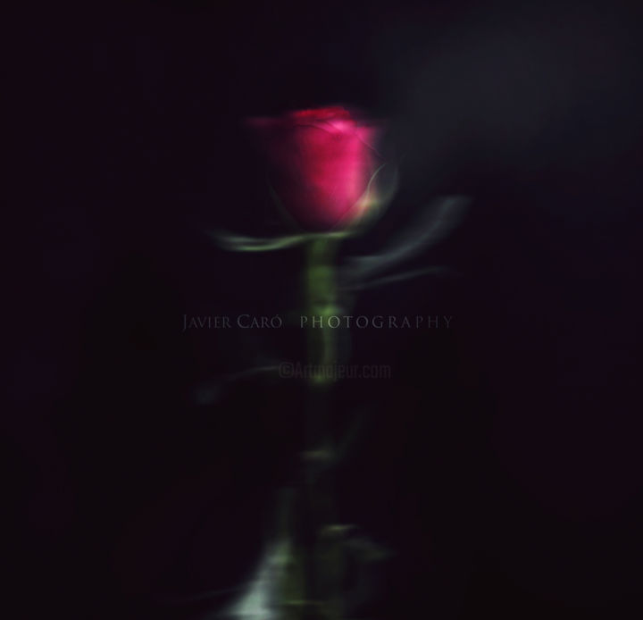 Photographie intitulée "La rosa" par Javier Caró, Œuvre d'art originale