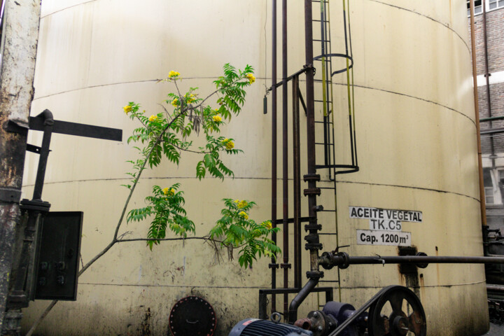 Photographie intitulée "Aceite vegetal" par Jaz Mendi, Œuvre d'art originale, Photographie numérique