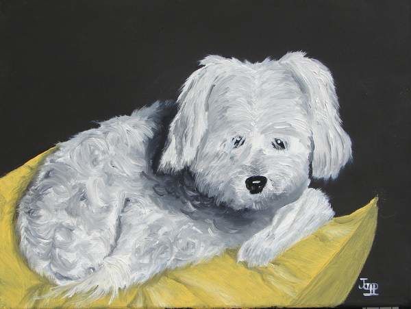 Painting titled "Bichon" by Jacques Copp, Original Artwork, Oil