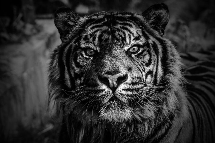 Photography titled "Tigre" by Jean Charles Ouvrard, Original Artwork, Digital Photography Mounted on Aluminium