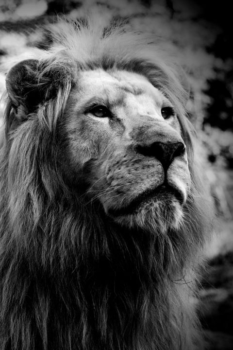 Fotografía titulada "Lion Blanc" por Jean Charles Ouvrard, Obra de arte original, Fotografía digital