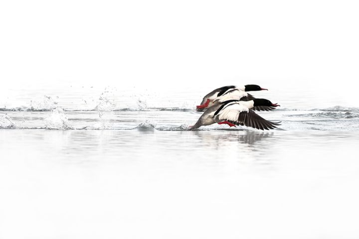 Fotografia zatytułowany „Harles” autorstwa Jean Charles Ouvrard, Oryginalna praca, Fotografia cyfrowa