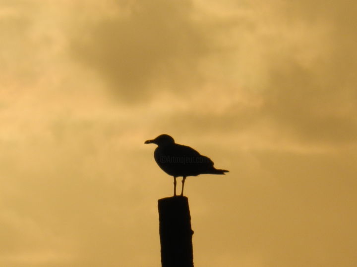 Photography titled "MOUETTE JAUNE" by Le Livreur De Chats, Original Artwork