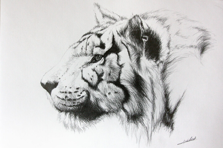 Drawing titled "Dessin de Tigre pro…" by Jean-Baptiste De Poret, Original Artwork, Pencil