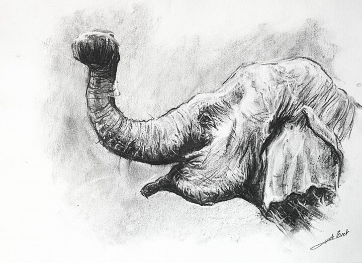 Disegno intitolato "Elephant profil" da Jean-Baptiste De Poret, Opera d'arte originale, Carbone
