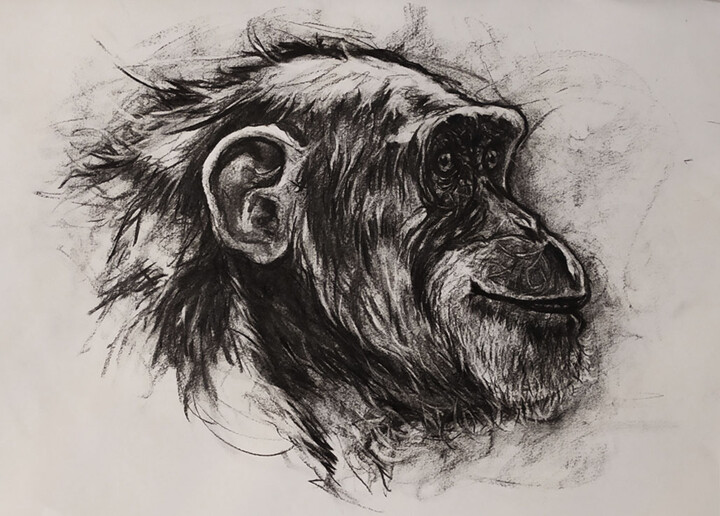 "Portrait de Chimpan…" başlıklı Resim Jean-Baptiste De Poret tarafından, Orijinal sanat, Karakalem