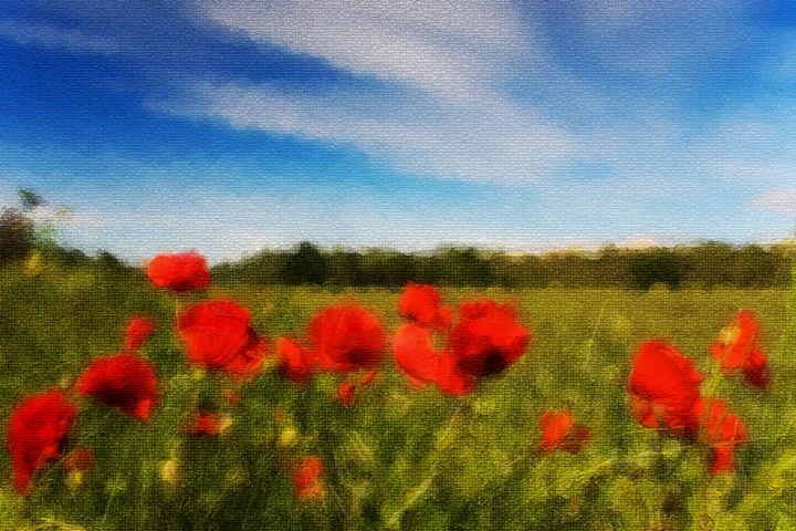 Photographie intitulée "Prairie aux coqueli…" par Imagelys Photographie, Œuvre d'art originale, Photographie numérique