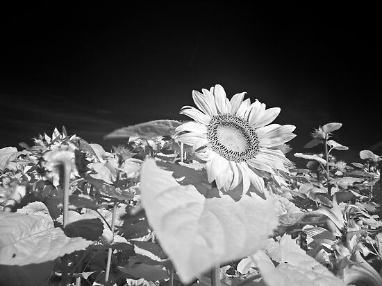 Photographie intitulée "Sunflowers" par Jean-François Dupuis, Œuvre d'art originale