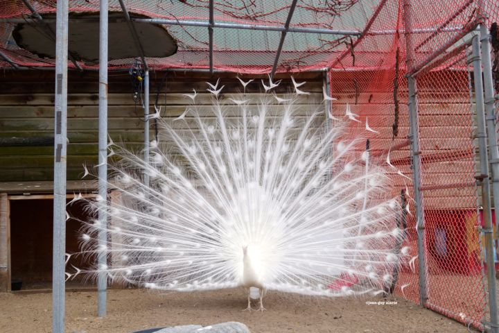 Photographie intitulée "Blancheur séquestrés" par Jean-Guy Alarie, Œuvre d'art originale, Photographie non manipulée