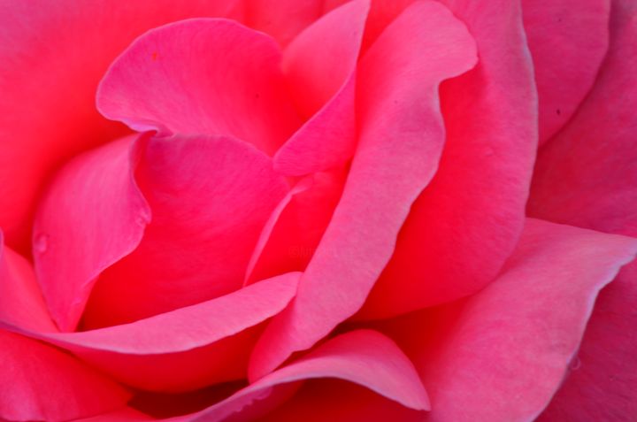 Photographie intitulée "Frisson de rose" par Jean-Guy Alarie, Œuvre d'art originale, Photographie non manipulée