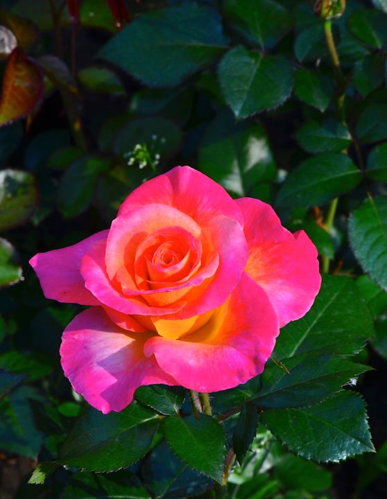 MarieChristine, Photography by JeanGuy Alarie Artmajeur