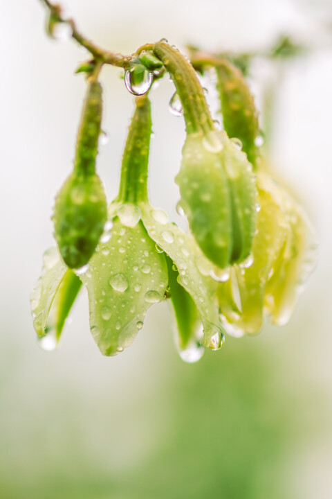 Photographie intitulée "Choca Vert" par Jean-Guy Nakars, Œuvre d'art originale, Photographie numérique