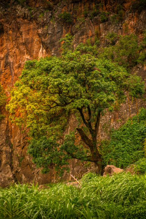 Photography titled "Piedbois au pied de…" by Jean-Guy Nakars, Original Artwork, Digital Photography