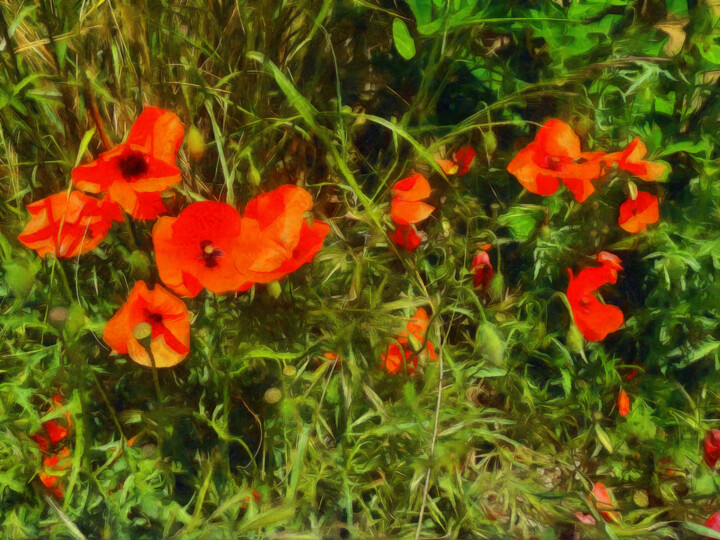 Photography titled "Coquelicots - 4" by Jean-Louis Bouzou, Original Artwork, Digital Photography