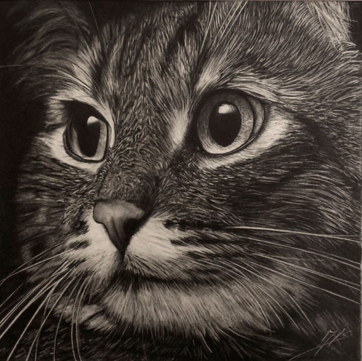 Drawing titled "chat" by Jean-Louis Silvestri, Original Artwork, Graphite