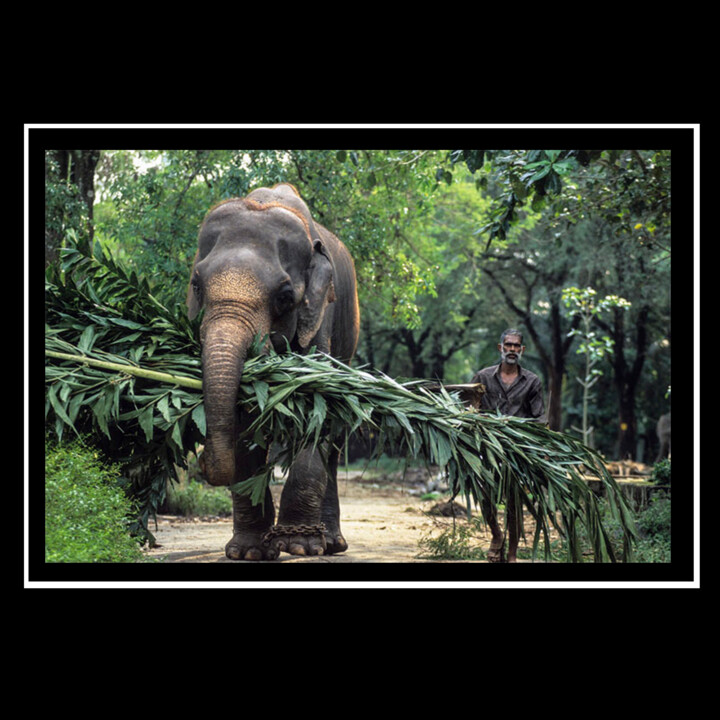 Fotografie mit dem Titel "Elephanten Farm" von Jean-Loup Debionne, Original-Kunstwerk, Analog Fotografie