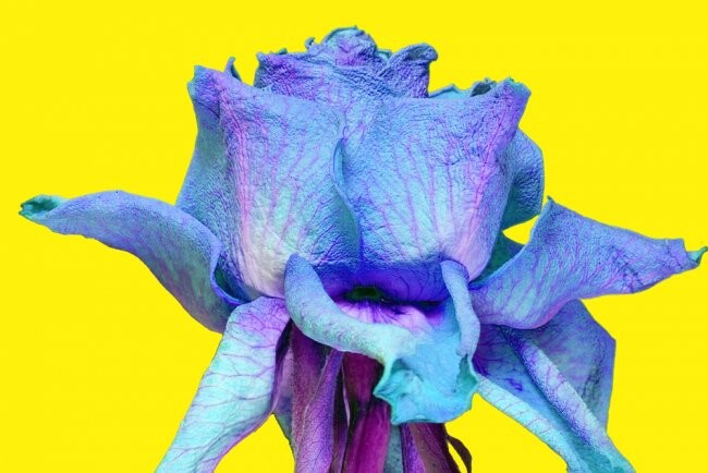 Photographie intitulée "Rose Bleue" par Jean-Luc Bohin, Œuvre d'art originale