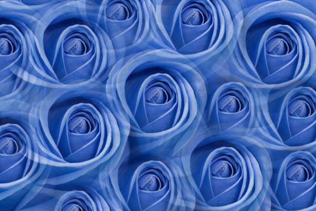 「Roses Bleues」というタイトルの写真撮影 Jean-Luc Bohinによって, オリジナルのアートワーク
