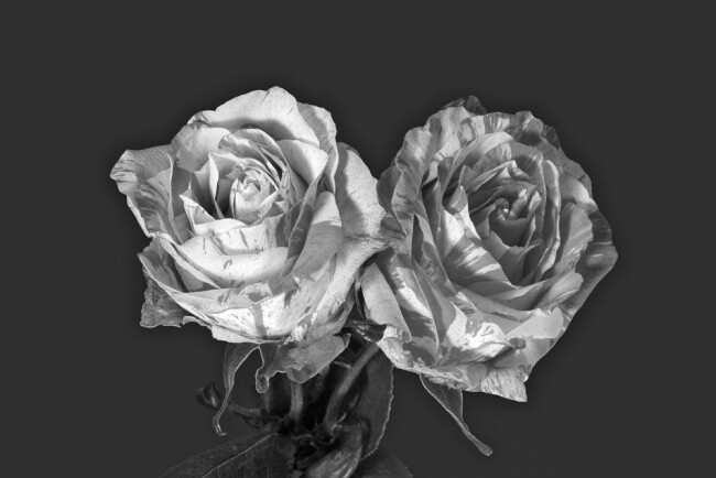 Photographie intitulée "Couple Rose Bicolore" par Jean-Luc Bohin, Œuvre d'art originale