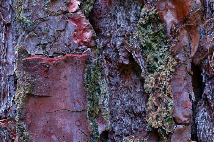 Photographie intitulée "PINE-TREE BARK" par Jean-Luc Bohin, Œuvre d'art originale