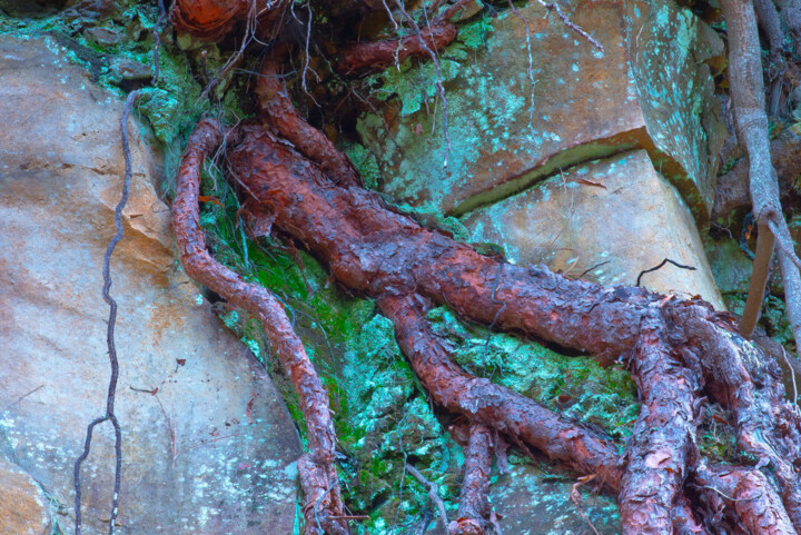 Photography titled "ROOTS ON THE ROCK" by Jean-Luc Bohin, Original Artwork