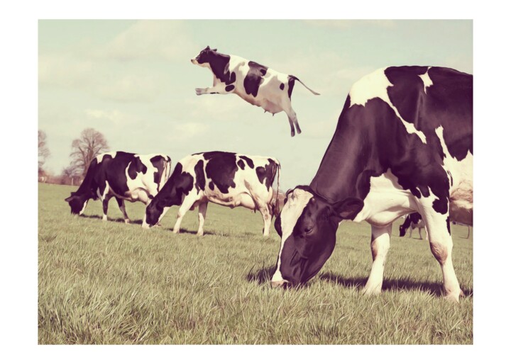 Digitale Kunst getiteld "Quirky Cow !" door Jean-Marie Gitard (Mr STRANGE), Origineel Kunstwerk, Foto Montage