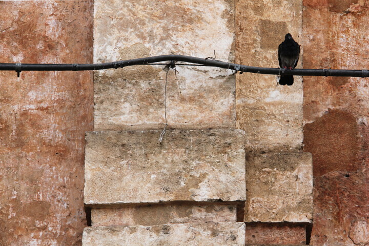 Photographie intitulée "Pigeon, Palerme" par Jean-Marie Virat, Œuvre d'art originale, Photographie numérique
