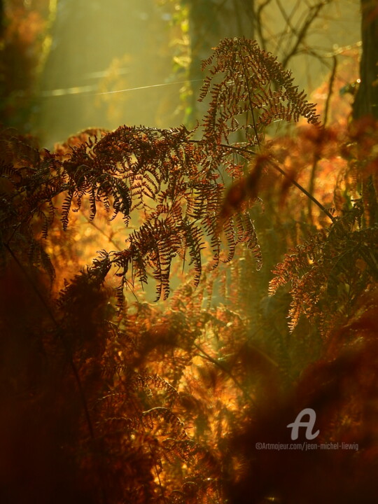 Photography titled "FOUGÈRES DANS LA BR…" by Jean-Michel Liewig, Original Artwork